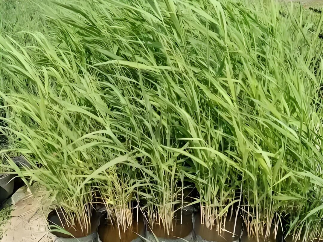 常见的爱游戏网官网入口原料特点分析插图3 常见的爱游戏网官网入口原料特点分析插图3